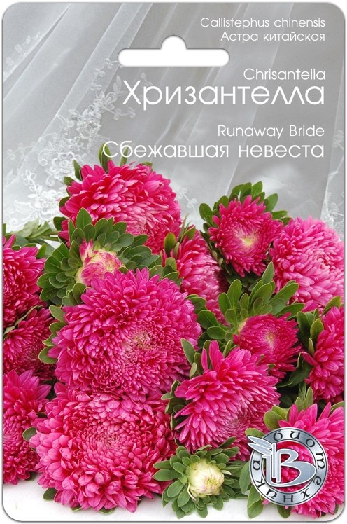 Астра Хризантелла Сбежавшая невеста 30 шт астра хризантелла элвис семена цветы
