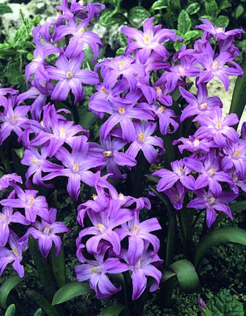 

Хионодокса Виолет Бьюти