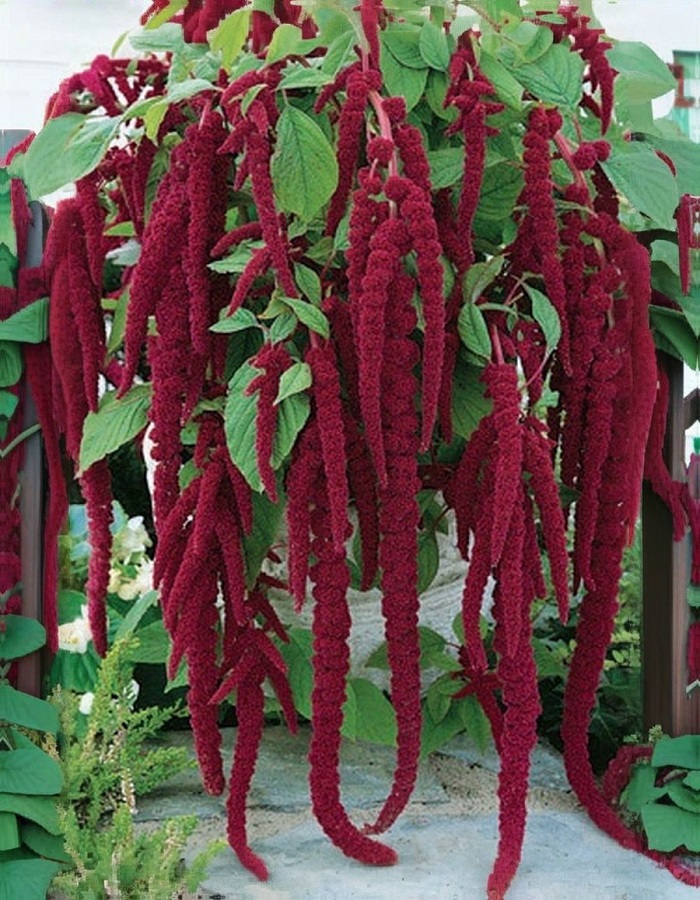 

Амарант Красный водопад (УД) 0,1 гр цв п