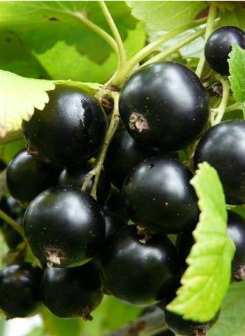 Смородина черная Валовая