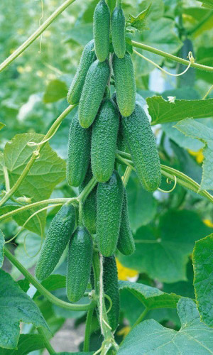 Огурец Обхрустишься (УД) 10 шт цв п