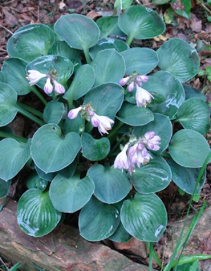 

Хоста Блю Маус Йерс