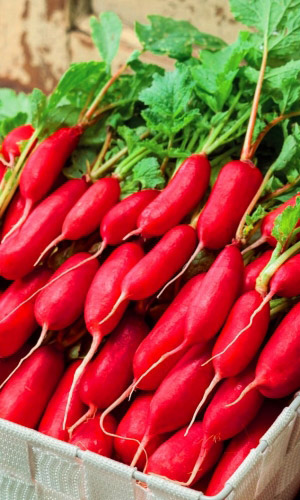 Редис Турин (УД) 2 гр цв.п.