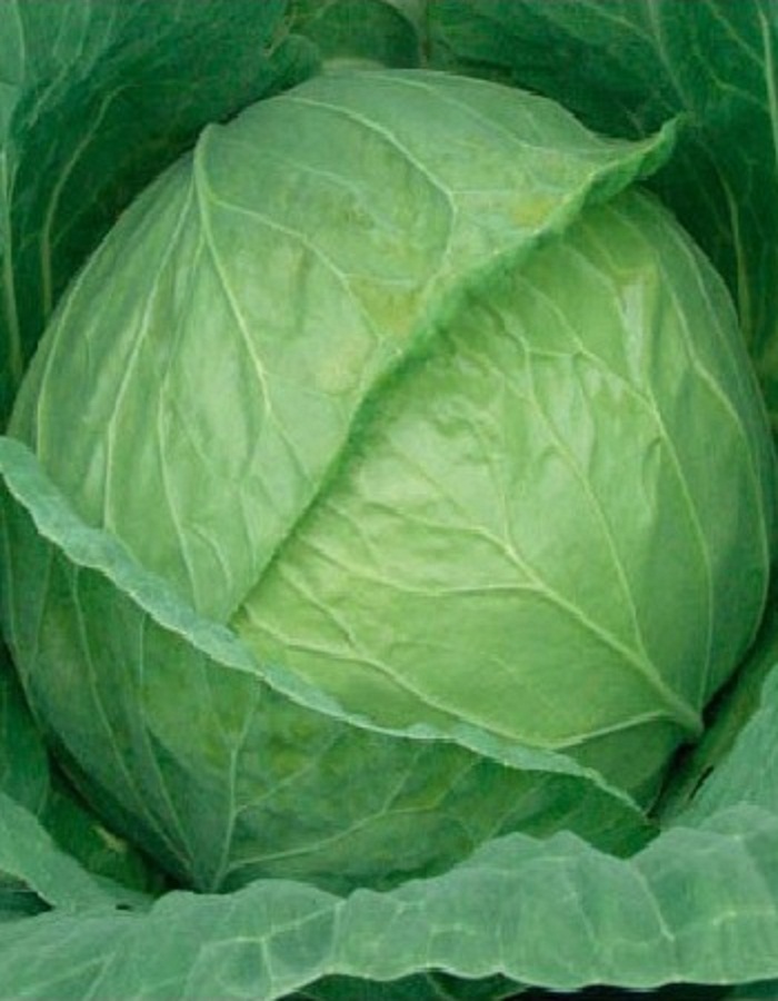 

Капуста белокочанная Харьковская зимняя 1 гр б.п.