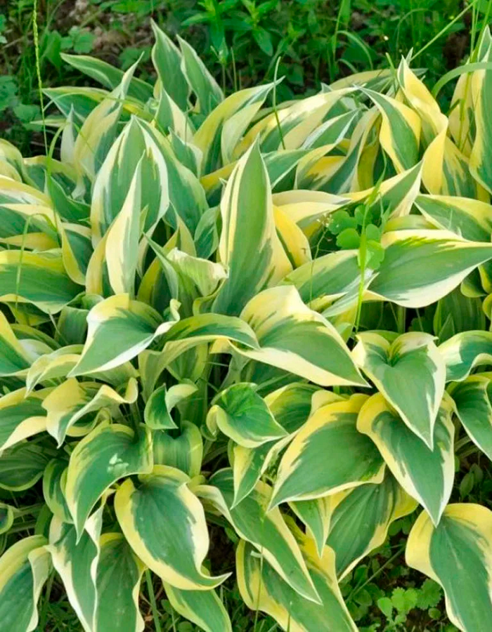 

Хоста Лейксайд Дрэгонфлай ASF