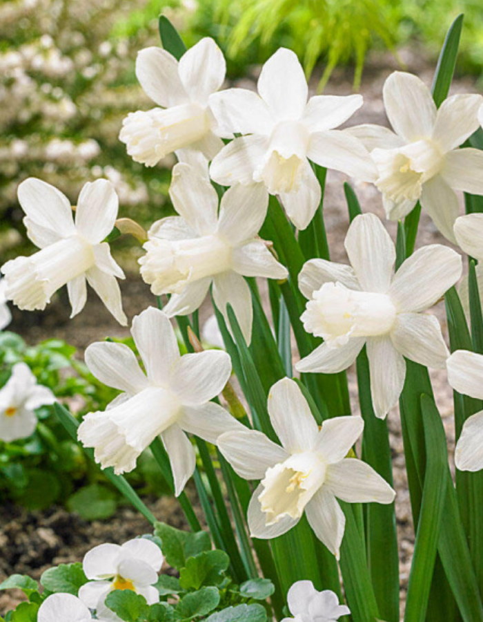 

Нарцисс Сноу Бейби 1 уп.(2 шт.)