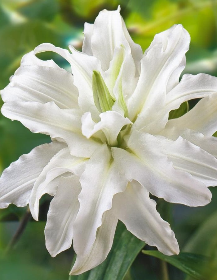 

Лилия Полар Стар