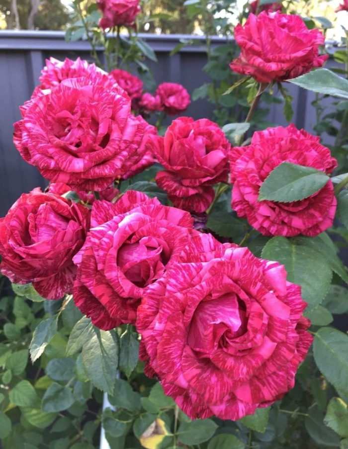 Роза чайно-гибридная Ред интуишен 1 шт роза ред балерин харкнесс