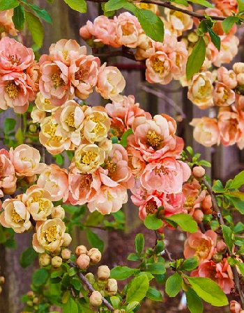 

Айва Гейша Герл 1 шт Р9