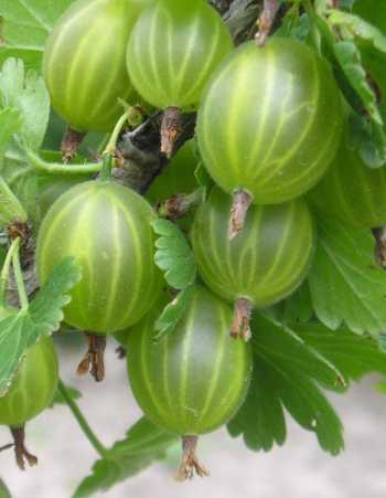 

Крыжовник Берилл 1 шт