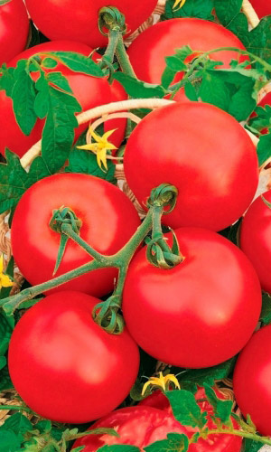 Томат Камея (УД) 20шт цв.п семена томат сердцевидный 20шт