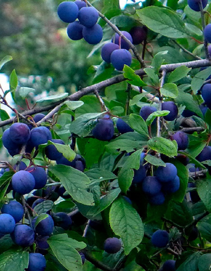 

Тернослива Тагил