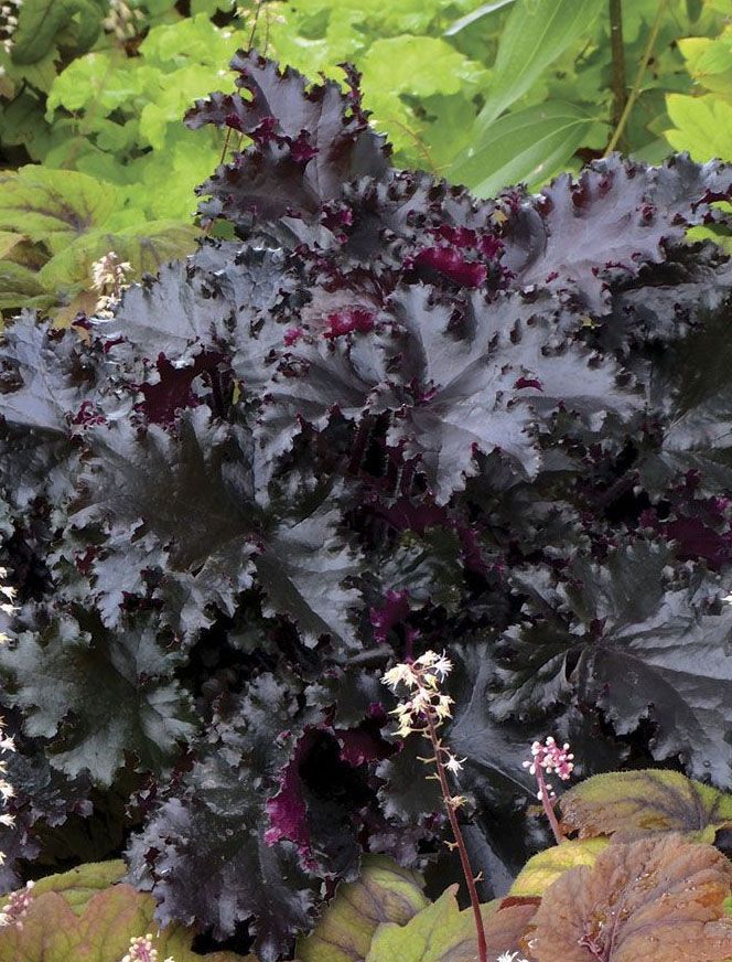 

Гейхера Блэк Таффета 1 шт Р9