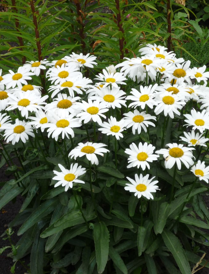 

Нивяник Мадонна ASF 1 шт Р9