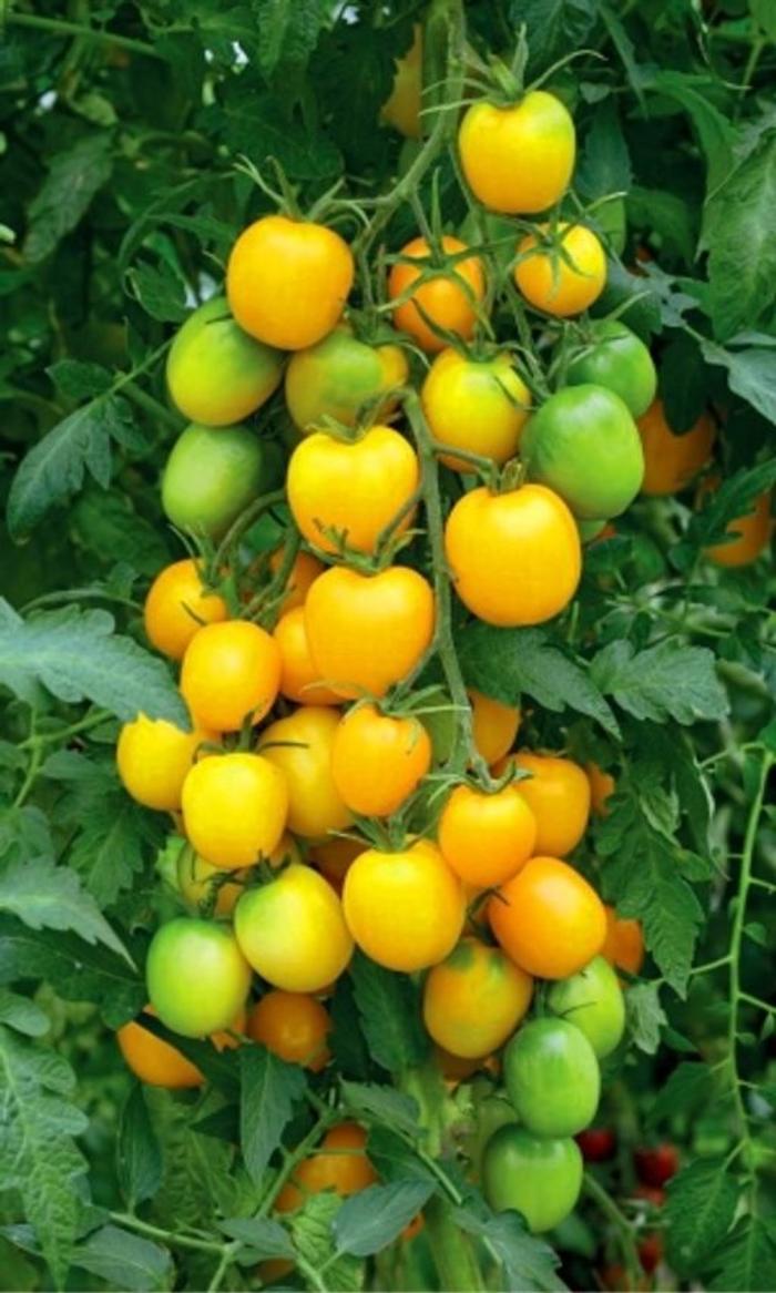 Томат Золотая долина (УД) 20 шт цв.п семена томат золотая клуша
