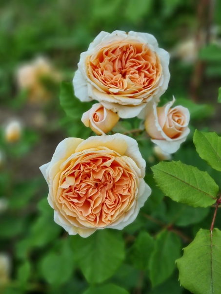 Роза английская Джульета 1 шт роза английская кристофер марлоу 1 шт