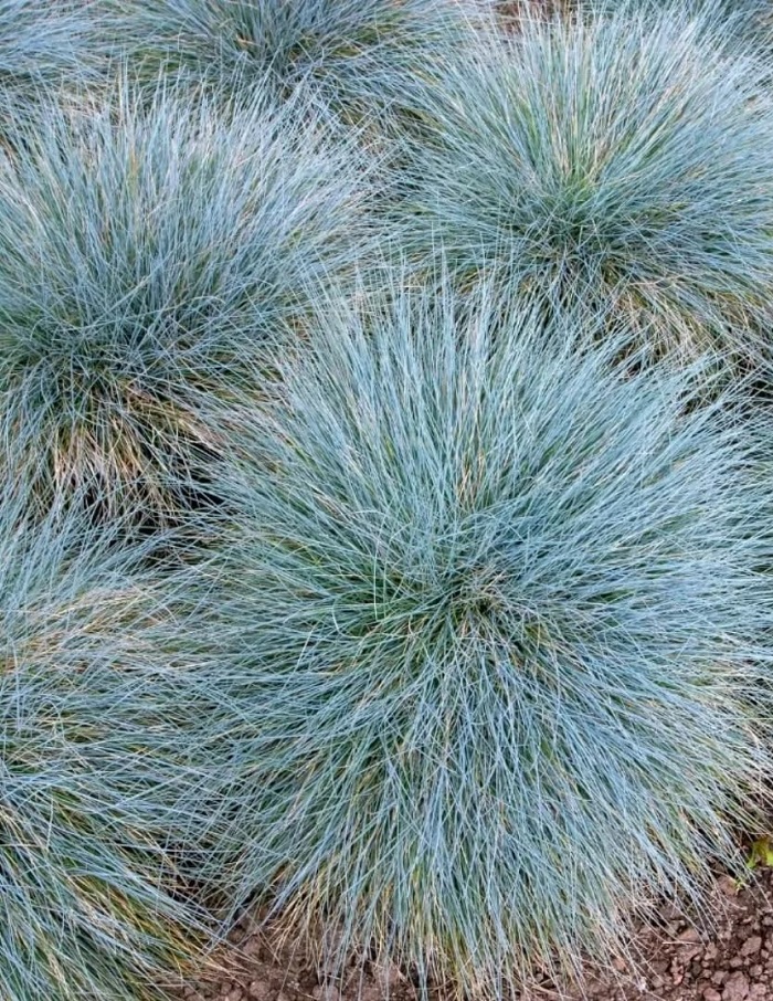 

Овсяница сизая Фредди 1 шт Р9