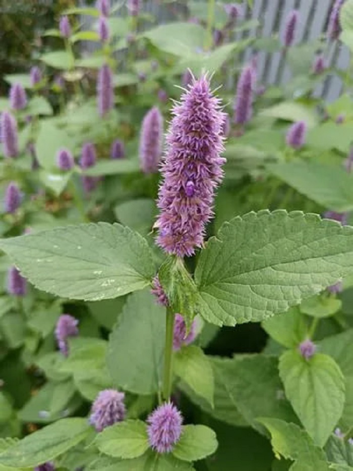 

Мята Флорентина ASF 1 шт Р9