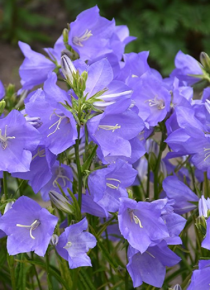 

Колокольчик персиколистный Блю Такион ASF 1 шт Р9