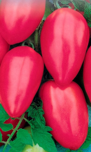 Томат Гречанка F1 (УД) 12 шт цв.п семена томат бабушкин подарок f1 12 шт