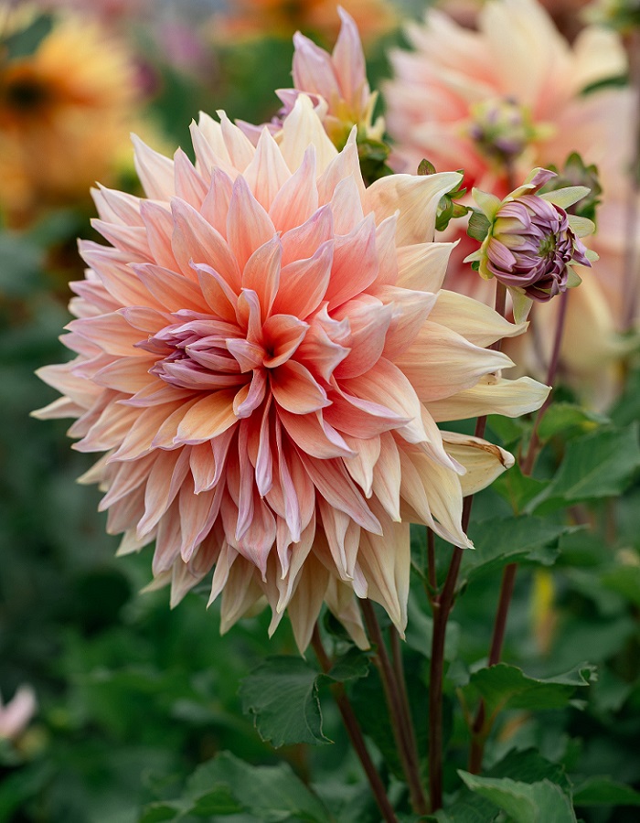 Георгина Манго Мэднесс 1 шт 647₽