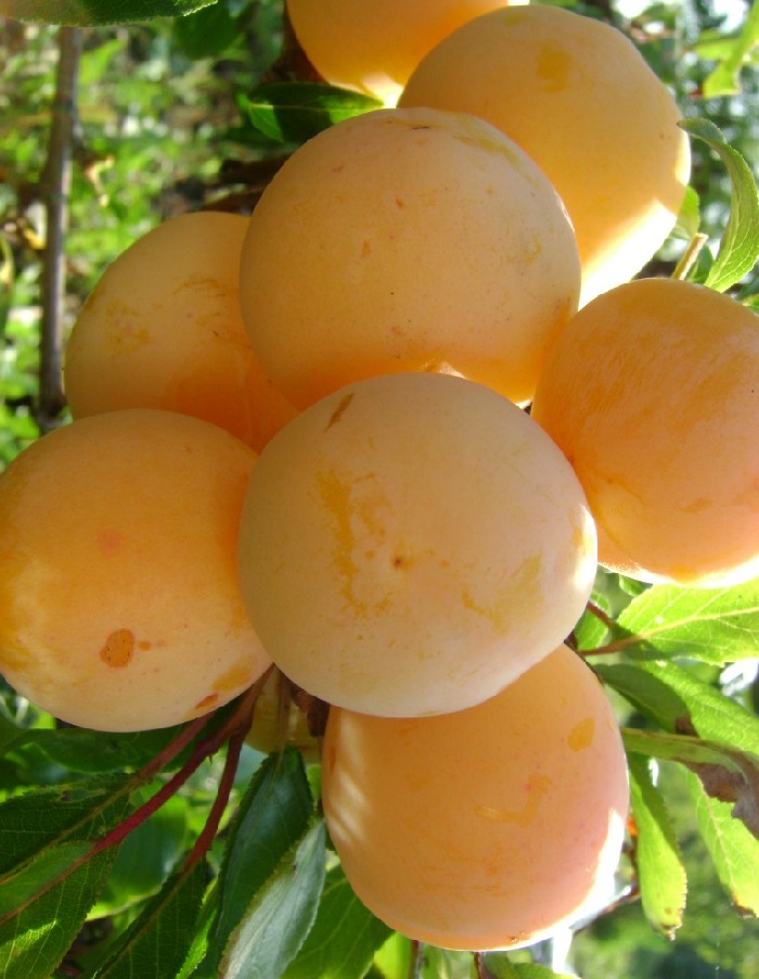 

Слива Хасанка