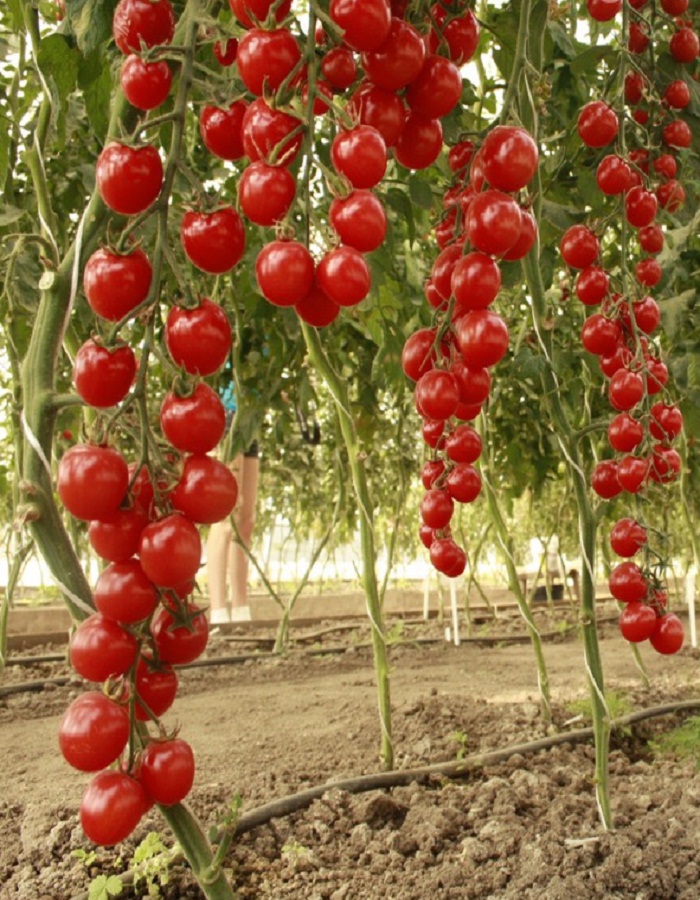 Томат Чудо Дерево F1 (УД) 20 шт цв.п семена томат чудо земли среднеспелый 20 шт