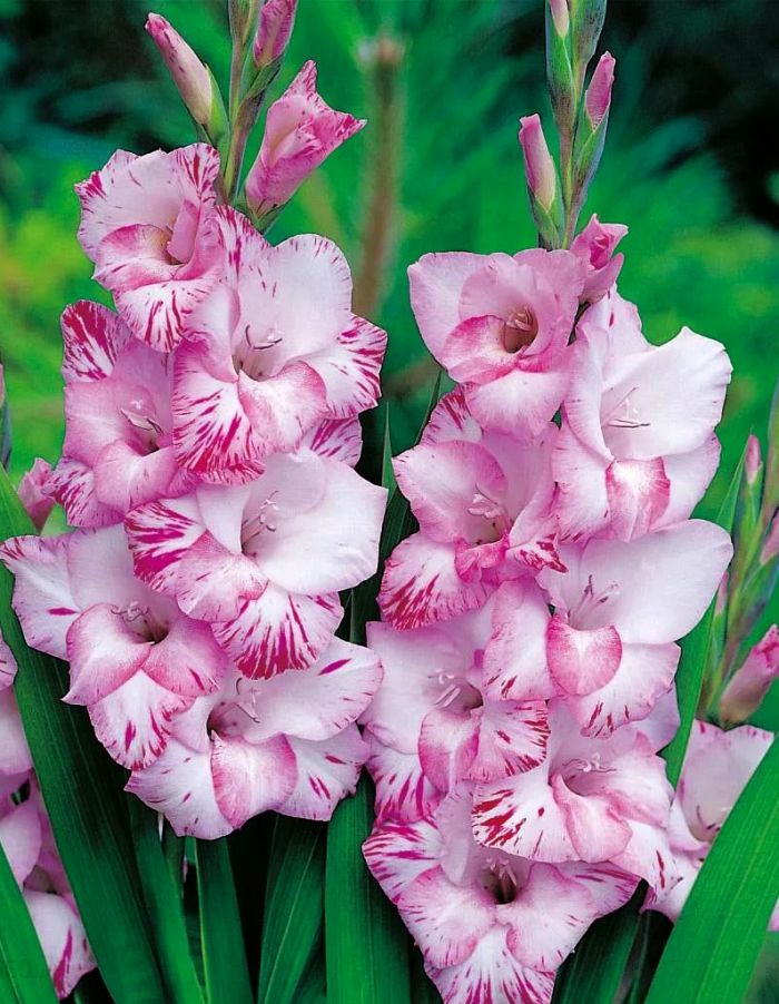 

Гладиолус Май Лав