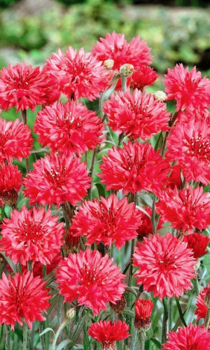 Василек Красный Дракон (УД) 0,2 гр. цв.п