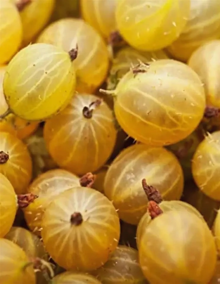 

Крыжовник Хиннонмаки желтый