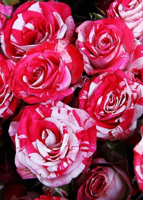 Роза спрей Файер Воркс