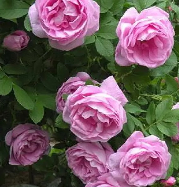 Роза кустовая Васагейминг