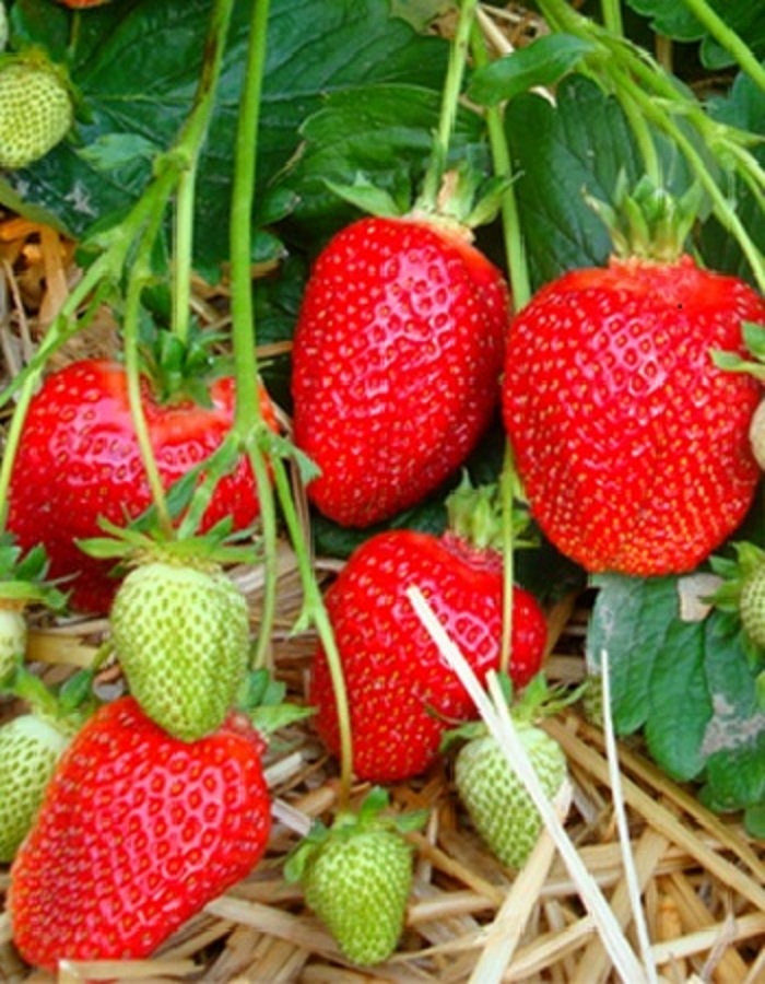 

Земляника садовая Азия