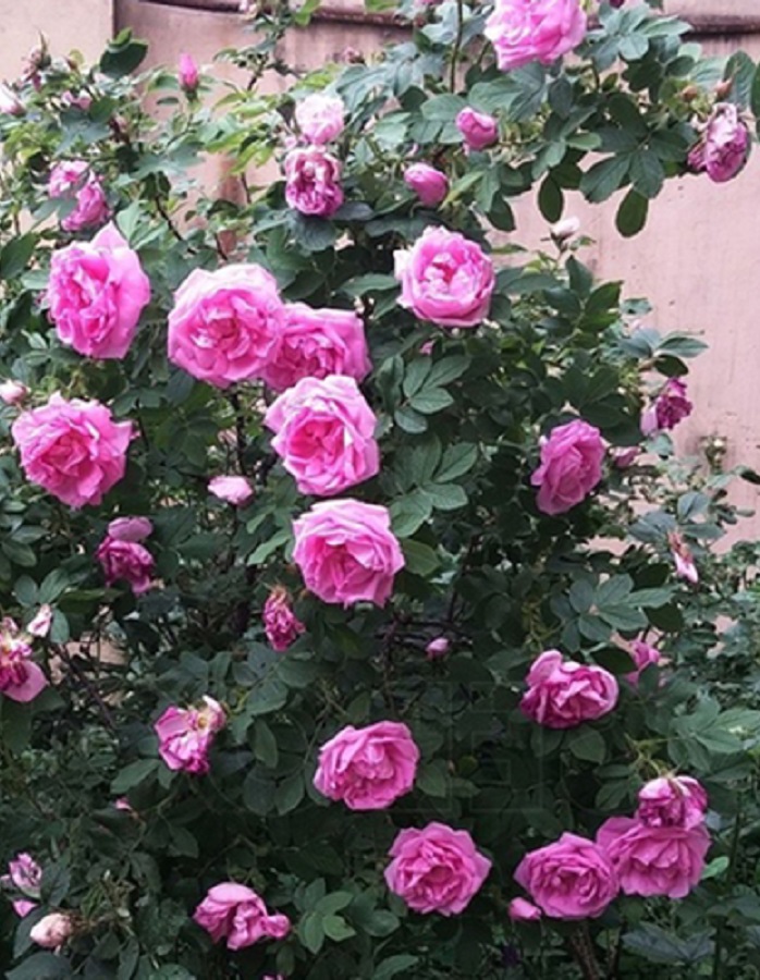 

Роза кустовая Васагейминг