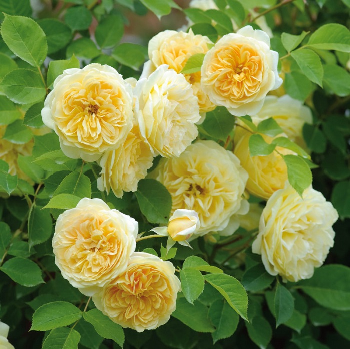 Роза плетистая Тизинг Джорджия