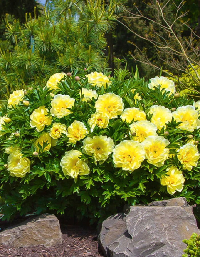 

Пион ИТО-гибрид Бартзелла 1 шт.