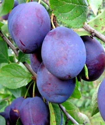 Слива Кубанский Карлик (Prunus domestica) 1 шт