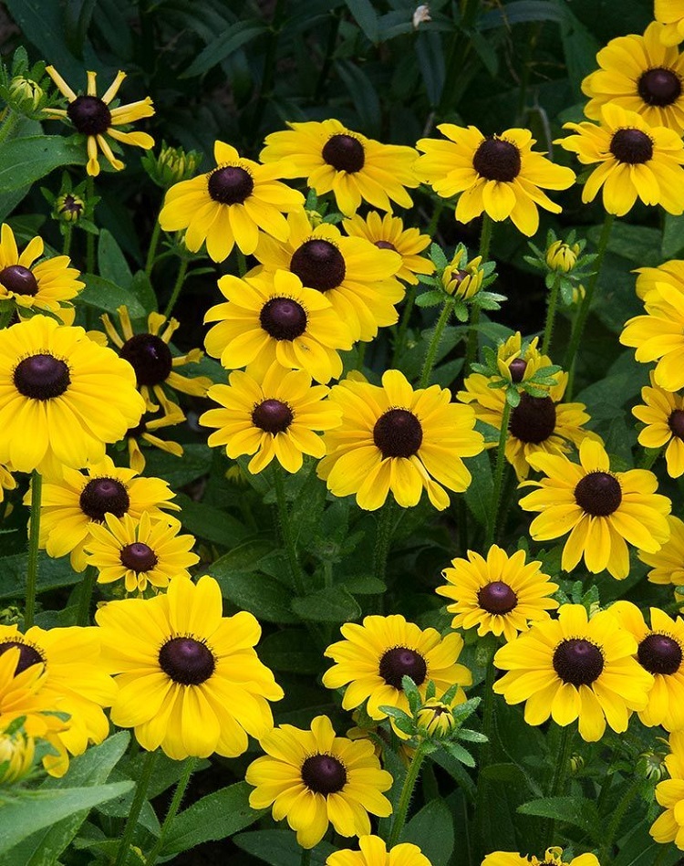 

Рудбекия волосистая Тото Лимон ASF 1 шт Р9