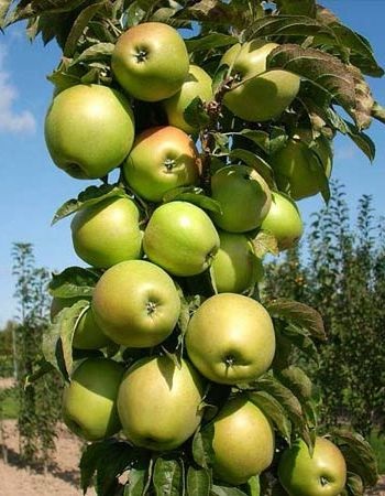 

Яблоня колонновидная Президент 1 шт