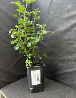 Роза английская Софи