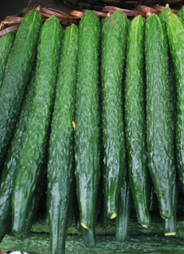 

Огурец Три китайца - азиатского типа F1 (УД) 10 шт