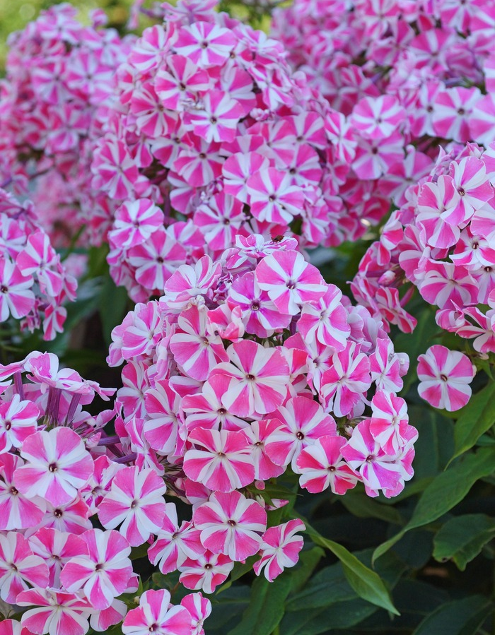 

Флокс Пепермент Твист