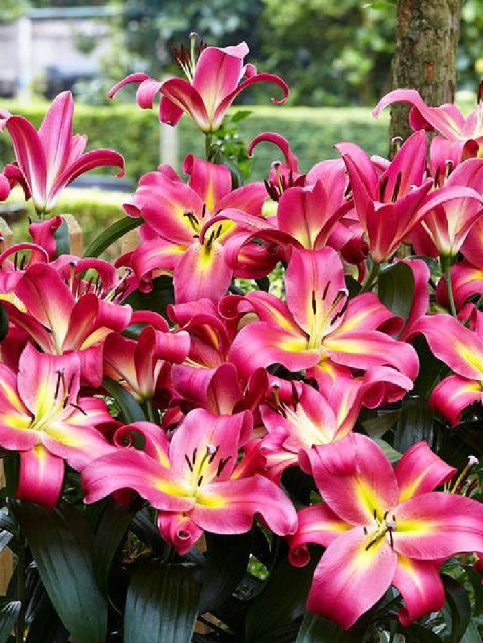 Лилия Эмполи 399₽