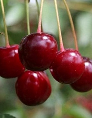 

Вишня Игрицкая (Prunus cerasus) 1 шт ОКС