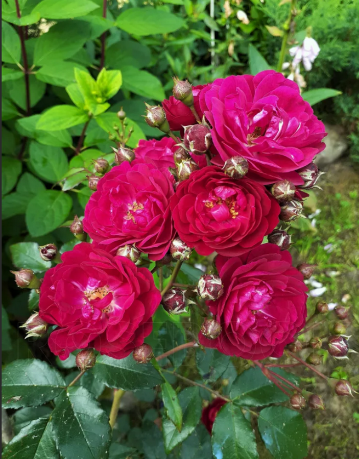 Роза плетистая Старлет Роуз Лола 1 шт роза джулиас роуз харкнесс