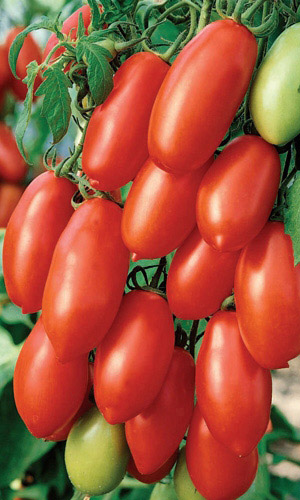 Томат Дамский Пальчик (УД) 20 шт цв.п