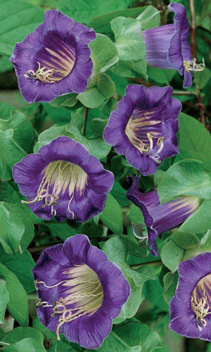 Кобея лазающая Фиолетовая (УД) 3 шт цв п