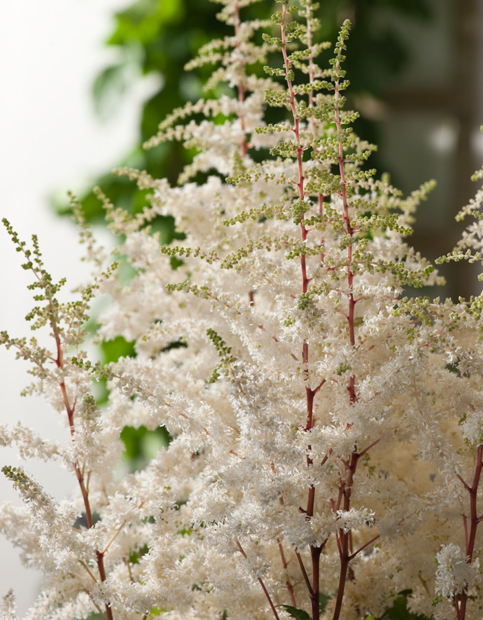 

Астильба Хэппи Спирит ASF