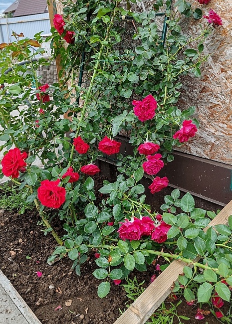 Роза плетистая Симпатия