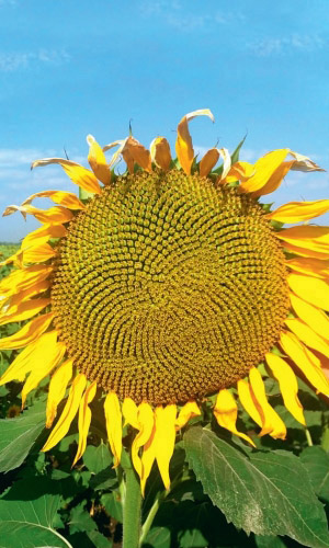 Подсолнечник на Семечки (УД) 5 гр цв.п.